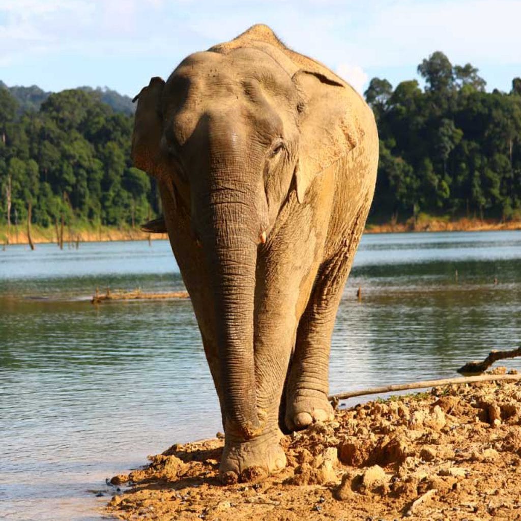 Khao Sok Wildlife 2 Days Adventure in Cheow Lan Lake
