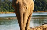 Khao Sok Wildlife 2 Days Adventure In Cheow Lan Lake