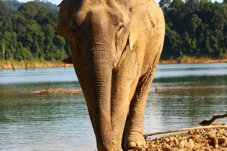 2 Day Khao Sok Wildlife – A Fascinating Cheow Lan Lake Wildlife Spotting Adventure