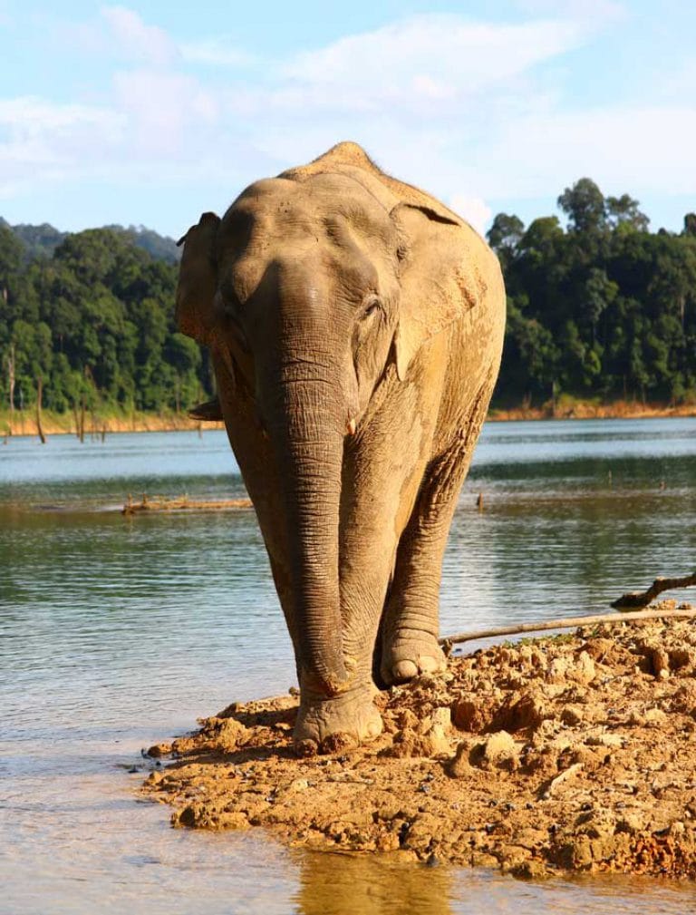 Khao Sok 2 Jours Vie Sauvage – Une aventure fascinante d&rsquo;observation de la faune dans le parc de Khao Sok