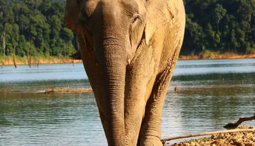Khao Sok Wildlife 2 Days Adventure In Cheow Lan Lake