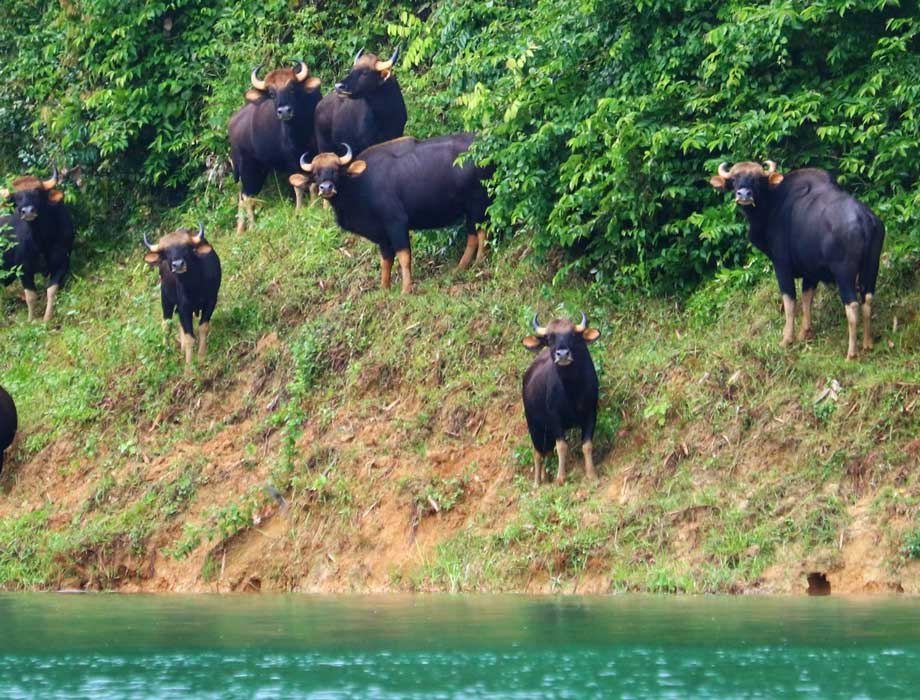 Khao Lak Webcam - Khao Sok Lake Indian Bisons Khao Sok Nationalpark 3 Tage Wildlife Und Baumhaus Tour – Perfekte Mischung Aus Wildlife Und Komfort!