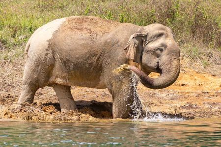 Thaïlande Éléphant