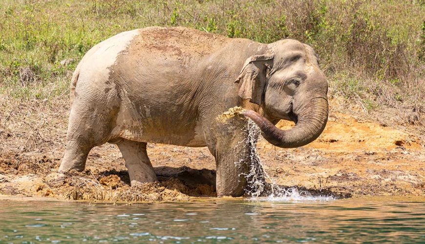 Thaïlande Éléphant