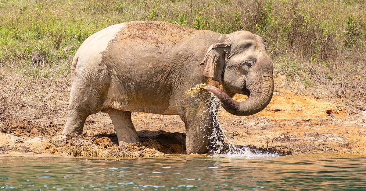 Thaïlande Éléphant