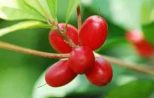 - Miraculin – A Special Plant