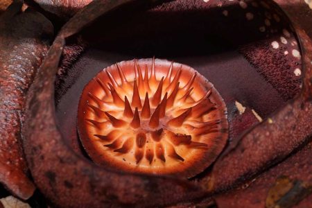 Rafflesia Flower
