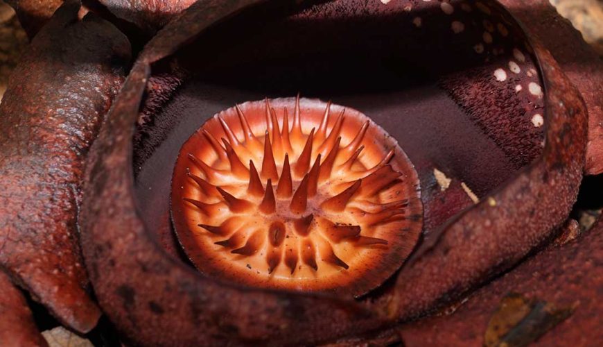 Rafflesia Flower