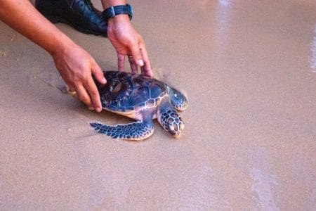 Khao Lak Turtle Festival