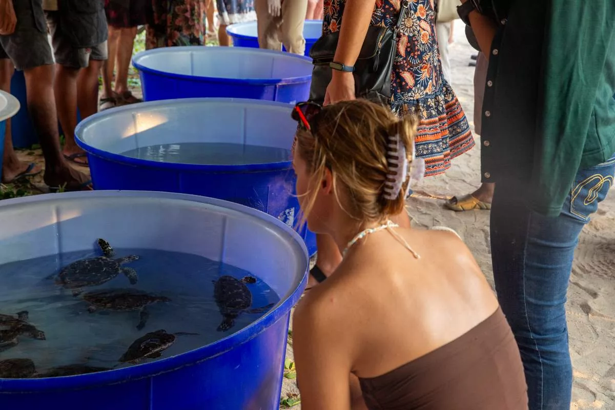 Khao Lak Turtle Festival - A Festival Of Celebration And Education​