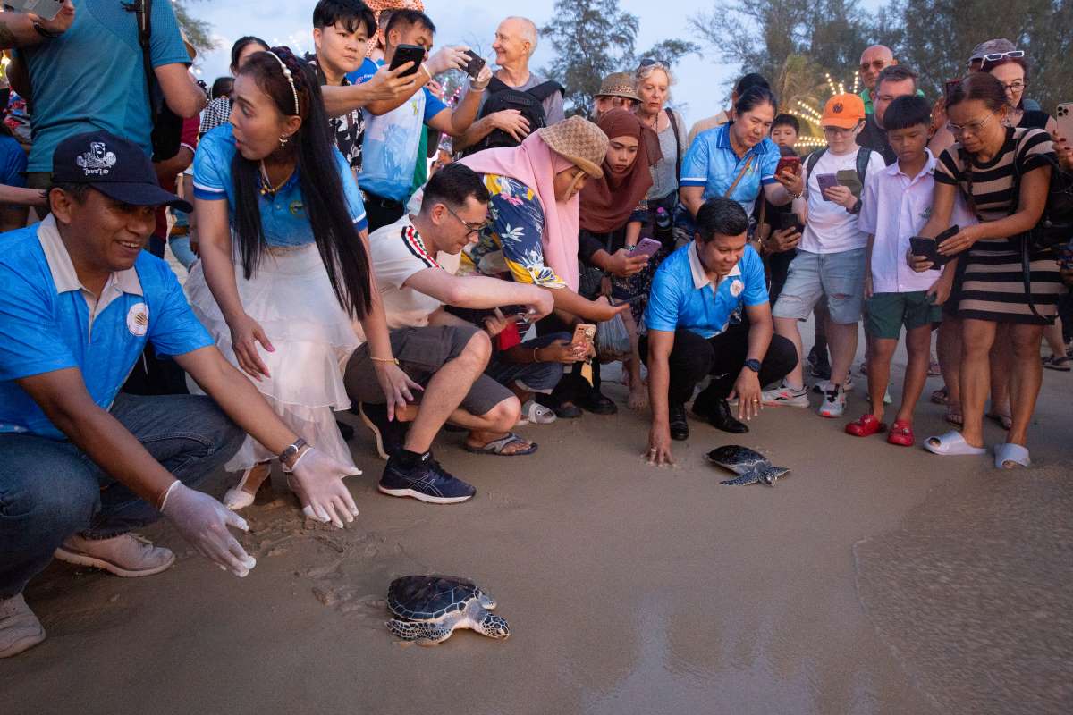 Releasing Turtles Back To The Wild