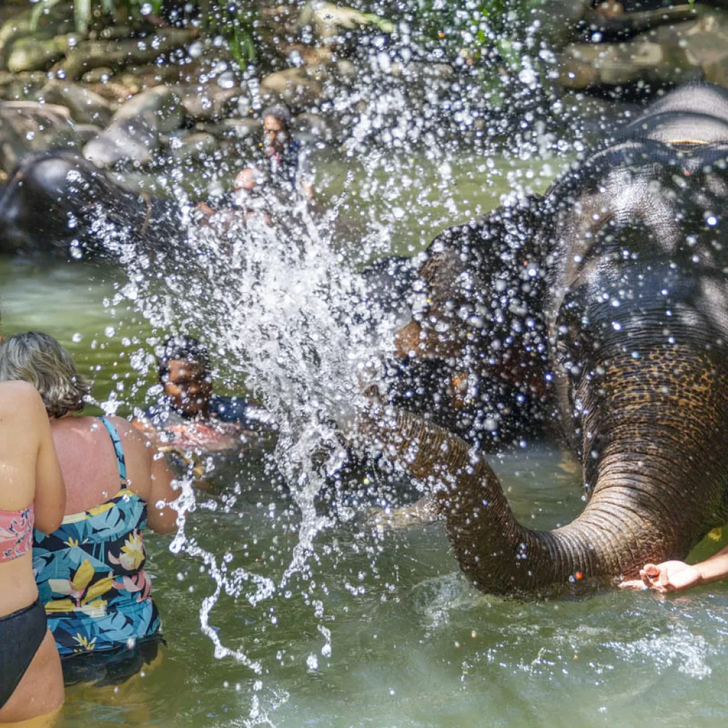 Khao Lak elephant bath — bathing a rescued elephant at an ethical camp
