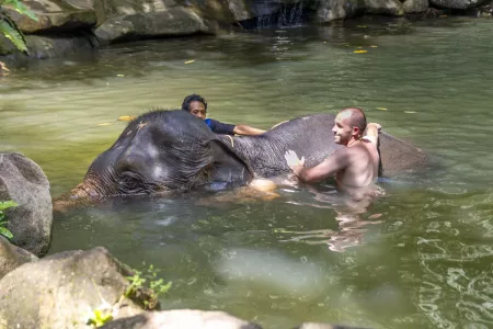 Khao Lak National Park Safari – Bamboo Rafting And Elephant Activity, Fun For All Ages!